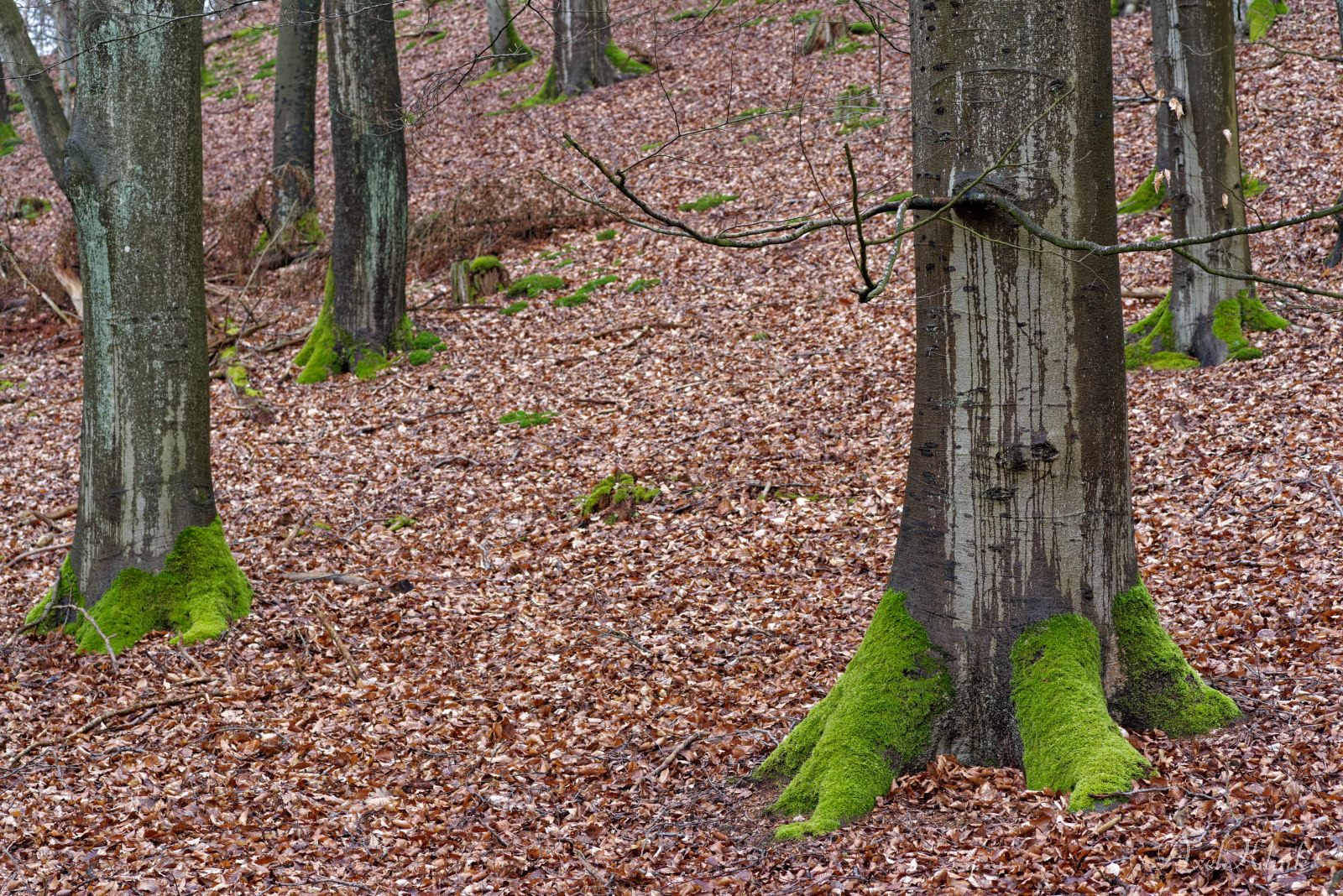 zeigt her eure Füsse