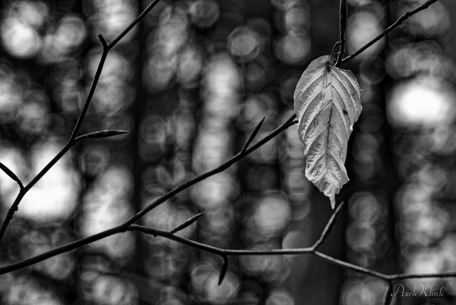das Letzte Blatt