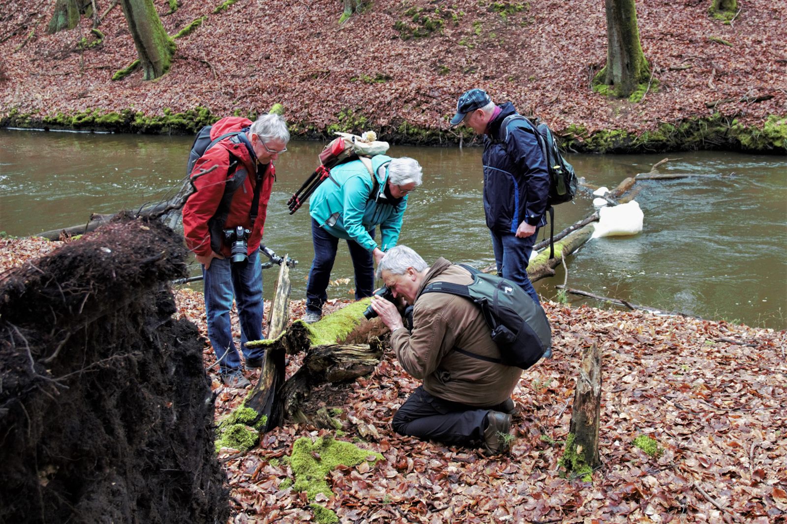 ein interessanter Baumstamm