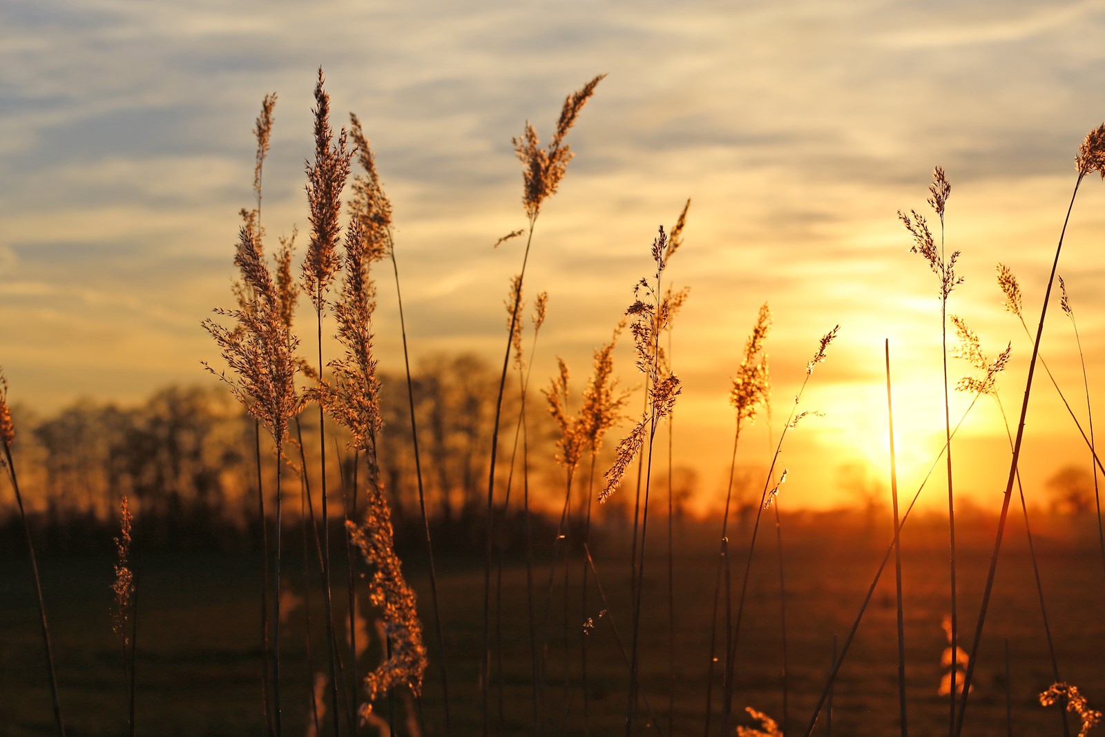 Sonnenuntergang mit Schilf
